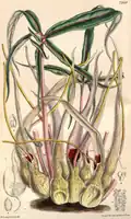 S. brevipes