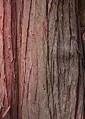 Bark