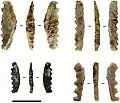Sawlettes are a distinctive stone tool associated with the Toalean technocomplex.