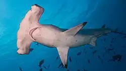 Hammerhead shark