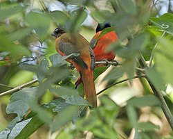 Harpactes duvaucelii