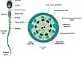 Schematic of mammalian spermatozoon and its flagellum.
