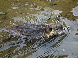 Coypu (Rodentia)