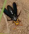S. wahlbergii in South Africa.