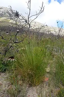 Growth form