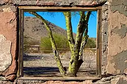 Palo Verde view
