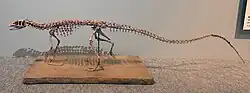 Possible relative Scutellosaurus
