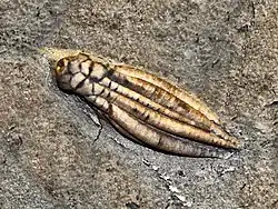 Fossil of Scytalocrinus from Carboniferous of the United States
