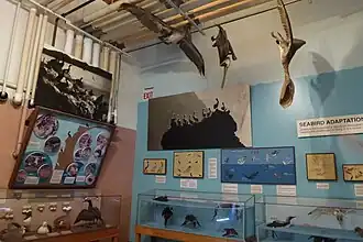 Sea birds on display.