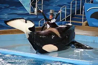An orca named Kyuquot