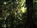 The Selva Lacandona rainforest in the state of Chiapas
