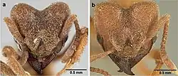 Sericomyrmex Mayr