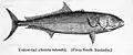 The yellowtail amberjack, pound for pound, is one of the hardest fighting fish in the ocean.