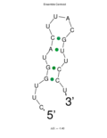 5' UTR loop structure of c9orf135 of mRNA
