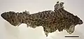 Moult of a Tiliqua rugosa lizard, 5&nbsp;cm scale bar