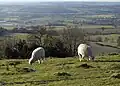On top of Nibley Knoll