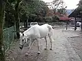 A white horse in a fenced off area.