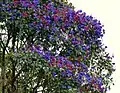 A variety with red and purple flowers