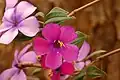 Flowers and leaves