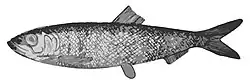 Silakka
