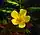 Argentina anserina, silverweed cinquefoil, Moonlight Bay vicinity