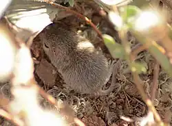 Brown long-tailed rat