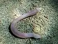 Sipunculus nudus in Pula, Croatia.