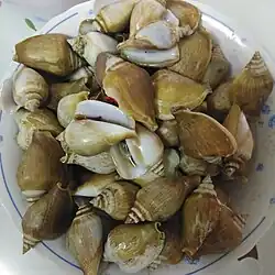 Cooked dog conch served on a dish