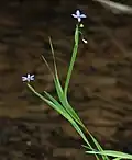 Flowers, stem, and leaves