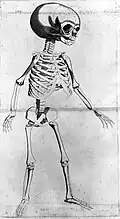 Illustration of a foetus by Coiter