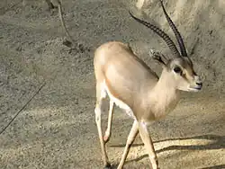 Brown and white bovid