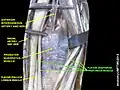 Flexor digitorum profundus muscle