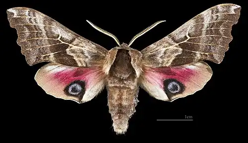 Male dorsal