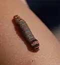 Larvae or caterpillar of Eudryas grata.