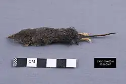 Gray shrew