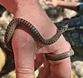 C. austriaca - Dorset, UK (August 2025)