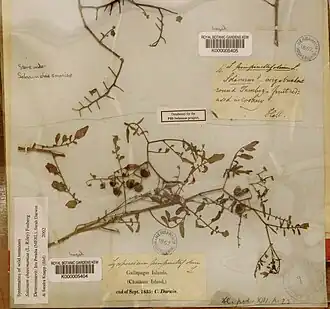 Solanum cheesmaniae Kew herbarium sheet prepared by Charles Darwin, Chatham Island, Galapagos, September 1835