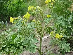 Solanum rostratum plant