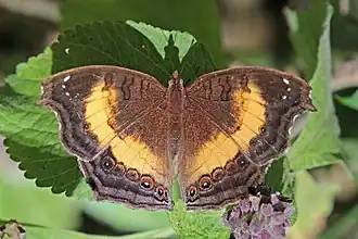 J. t. fumata Harenna Forest, Ethiopia