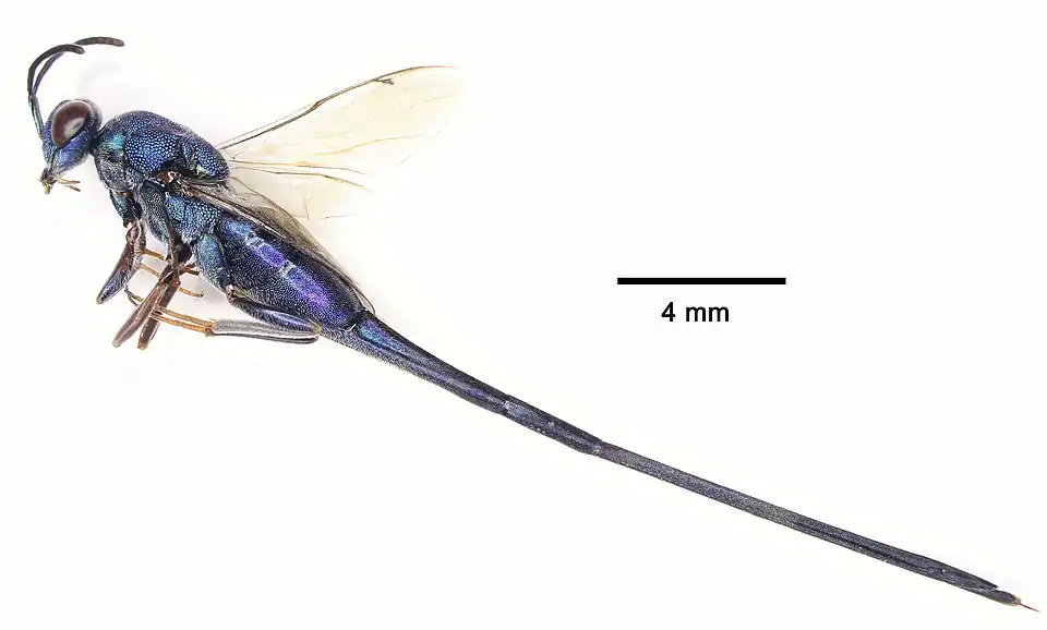 Solenura ania, China.