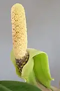 Spadix of ZZ plant (Zamioculcas zamiifolia) with curled back spathe