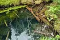 Sopa spring