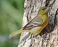 Female - South Padre Island, Texas