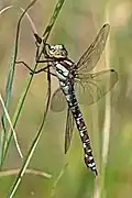 mature male, blue form