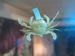 Izanami curtispina