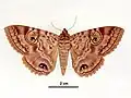 Male, dorsal view