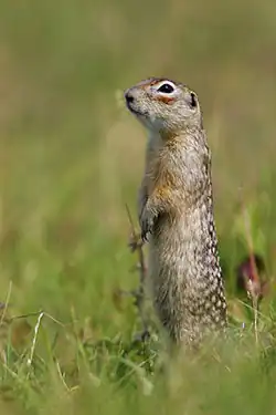 Brown squirrel