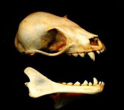 Bat skull