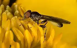 Sphegina