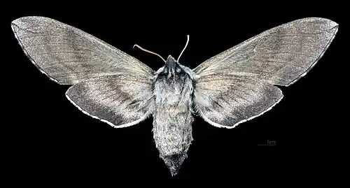 Female ventral view